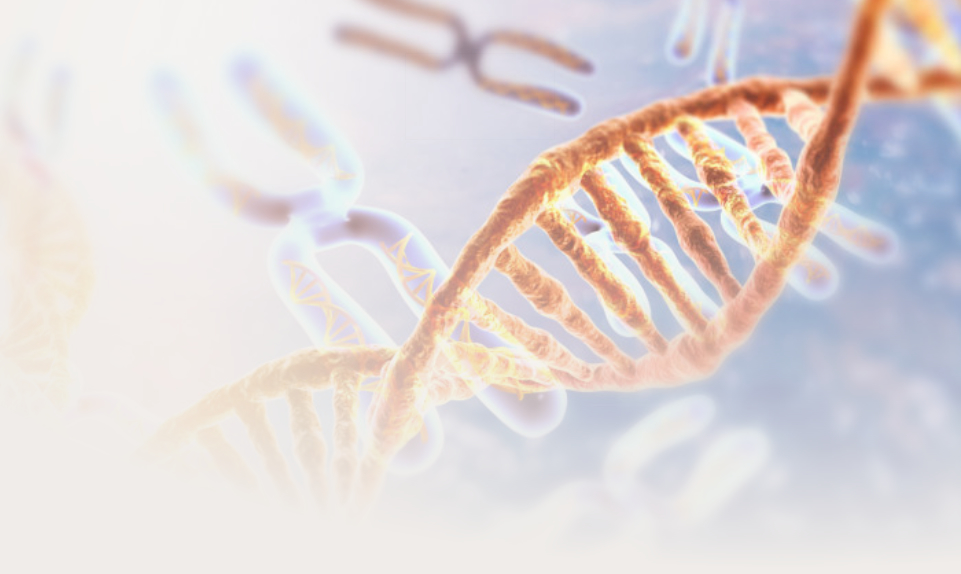 DNA tests about csangos